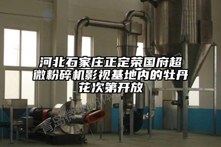河北石家莊正定榮國府超微麻豆视频网站免费看影視基地內的牡丹花次第開放